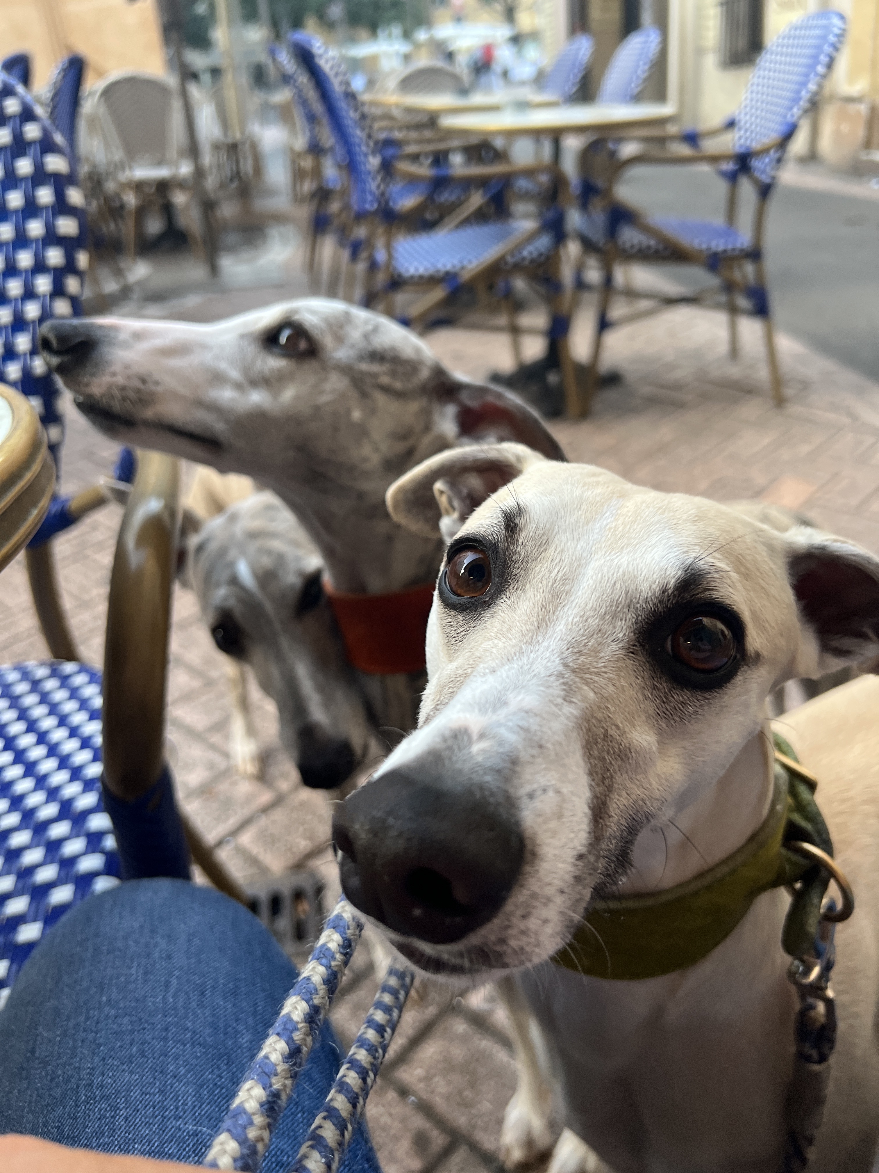 whippets-on-tour